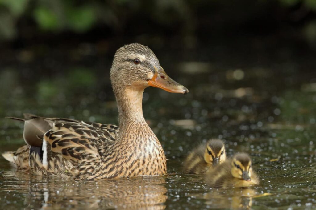 Will ducks eat your garden?
