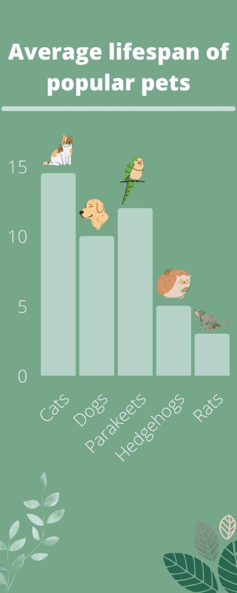 How long do indoor cats live? Average Life expectancy Manolopets