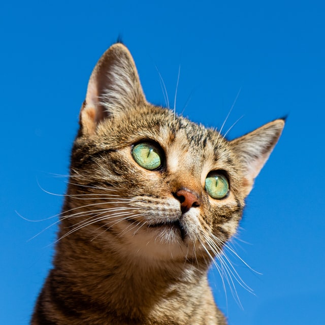 Some cats are more high maintenance than others. This one for example.