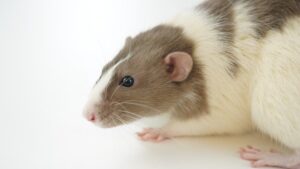 How To Deal With An Aggressive Pet Rat (6 Best Ways) – Manolopets