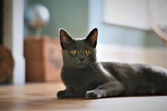 Korat cat