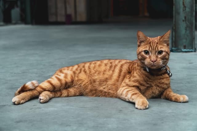 Savannah cat