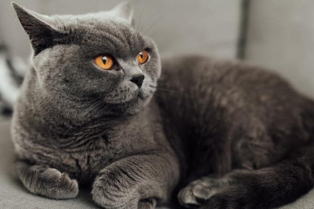 British shorthair cat