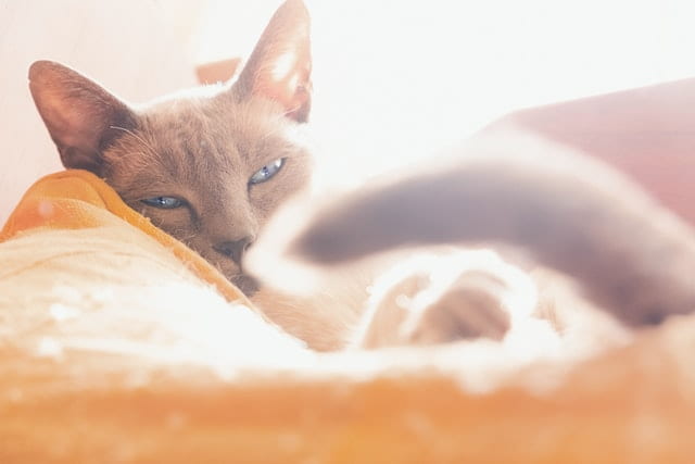 Siamese